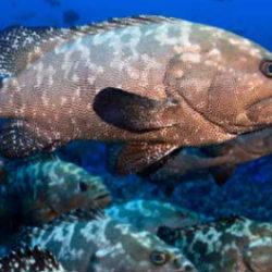Recovery of Nassau grouper in the Cayman Islands following targeted conservation actions