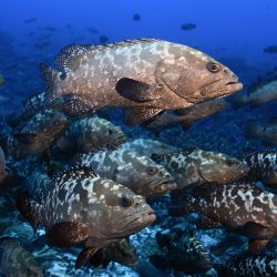 The Live Reef Food Fish Trade: Undervalued, Overfished and Opportunities for Change