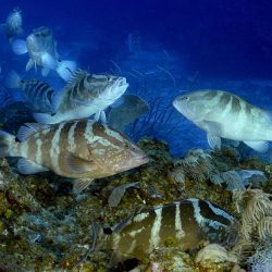 Fish Spawning Aggregations in the Mesoamerican Reef