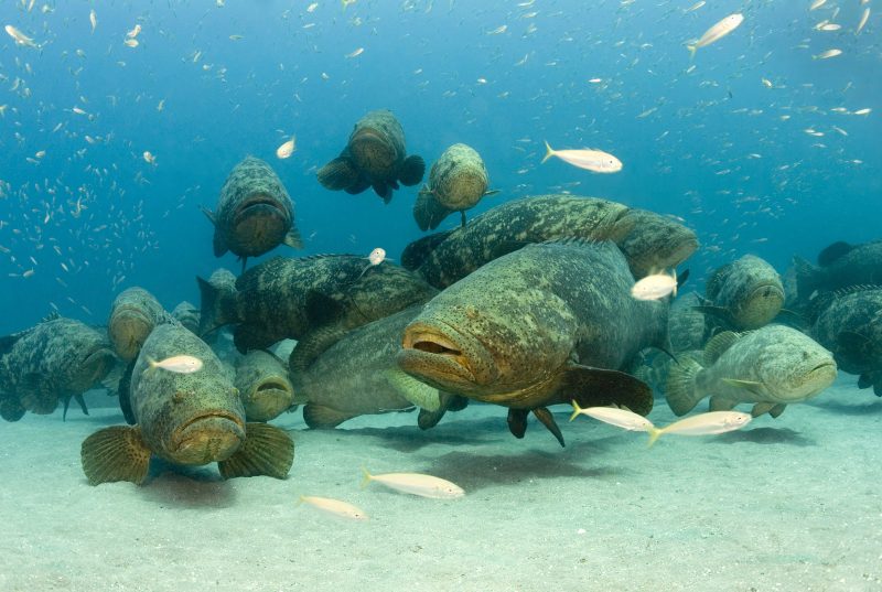 Epinephelus itajara, goliath grouper, Florida, spawning aggregation. Credit Walt Stearn
