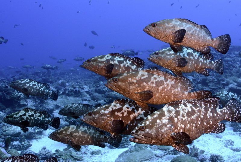 Epinephelus polyphekadion, camouflage grouper, French Polynesia. Credit: Yvonne Sadovy