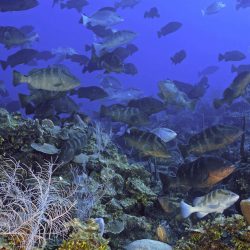 Channelling Nassau grouper in the Cayman Islands