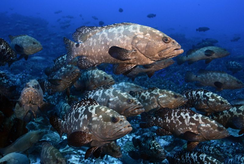 Epinephelus polyphekadion, camouflage grouper aggregation, French Polynesia Credit Yvonne Sadovy