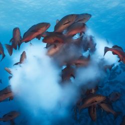 Protected Aggregations Replenish Themselves and Support Fisheries