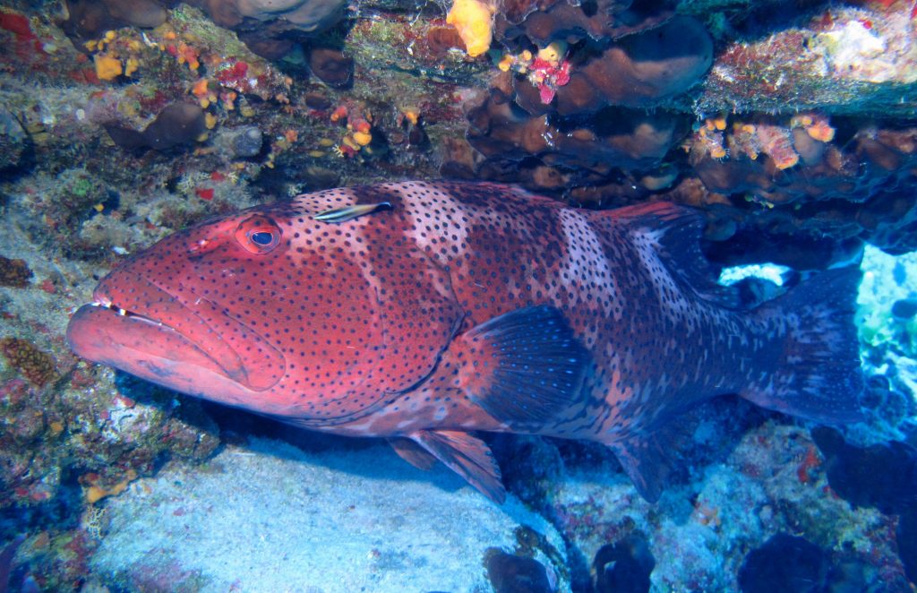 Stanley Reef in Company