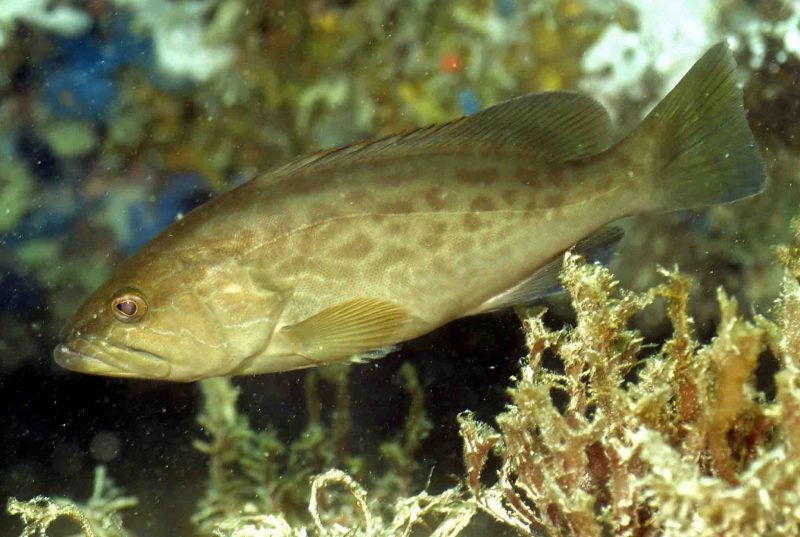 Juvenile gag grouper about 14 cm long. Credit: Don DeMaria​