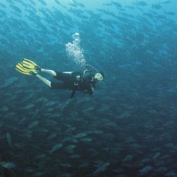 Start of recovery of one species in a multispecies grouper aggregation in Palau, western Pacific