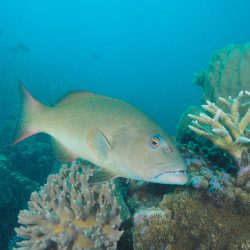 Coral Trout numbers continue to climb in no-take marine reserves