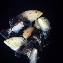 Fish Spawning Aggregations in Roatan