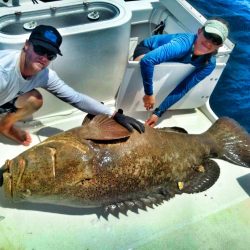 Goliath grouper making a comeback in Florida, so let’s kill ‘em