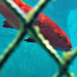 New rules agreed to save threatened Maldives grouper stocks