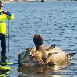 Dead Giant Goliath Groupers Wash Ashore During Red Tide Fish Kill In Florida