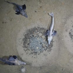 Worlds largest known breeding colony of fish in the Antarctic