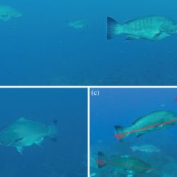 First report of Pacific endemic grouper aggregation in the Galapagos Islands