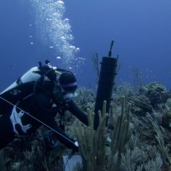 More work needed to save Nassau grouper in Bahamas