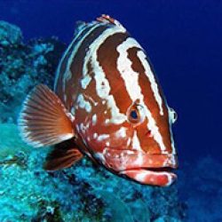 Protected sex: Grouper mating calls in marine managed areas