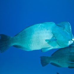 Spawning Aggregation Behavior and Reproductive Ecology of the Giant Bumphead Parrotfish