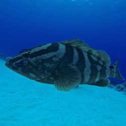 Good News for the Red Hind and the Nassau Grouper