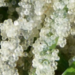 Combining Local Knowledge and Science to Help Herrings