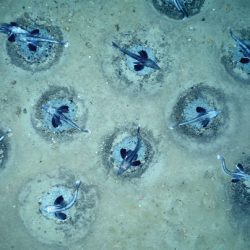 Millions of Icefish Nests Discovered Beneath Antarctic Ice